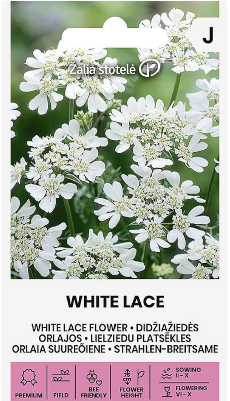 Orlaya wielkokwiatowa White Lace Flower roślina o ozdobnych białych kwiatach nasiona Žalia stotelė sklep rajogrodnika